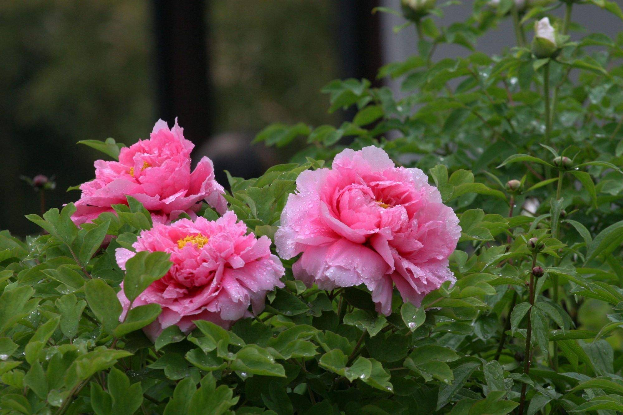 4种花卉养在院子里,巧妙搭配,繁花似锦,芳香四溢