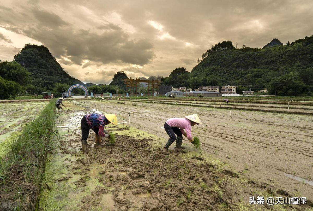 一亩地种菜能赚多少钱(一亩地能种多少菜出来?)