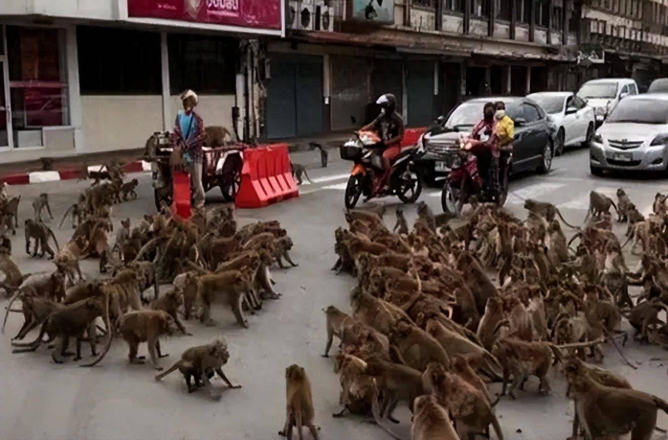 花果山群猴图片图片