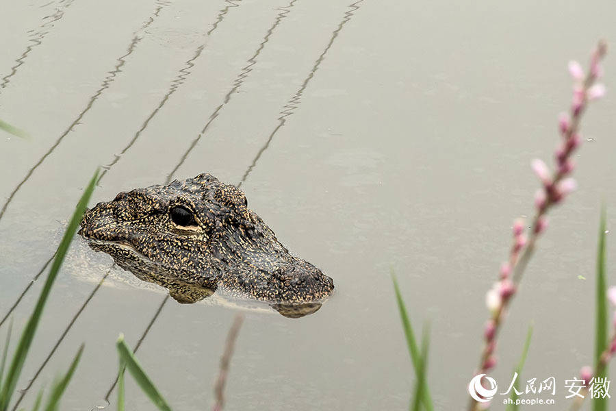 寻迹"活化石"扬子鳄