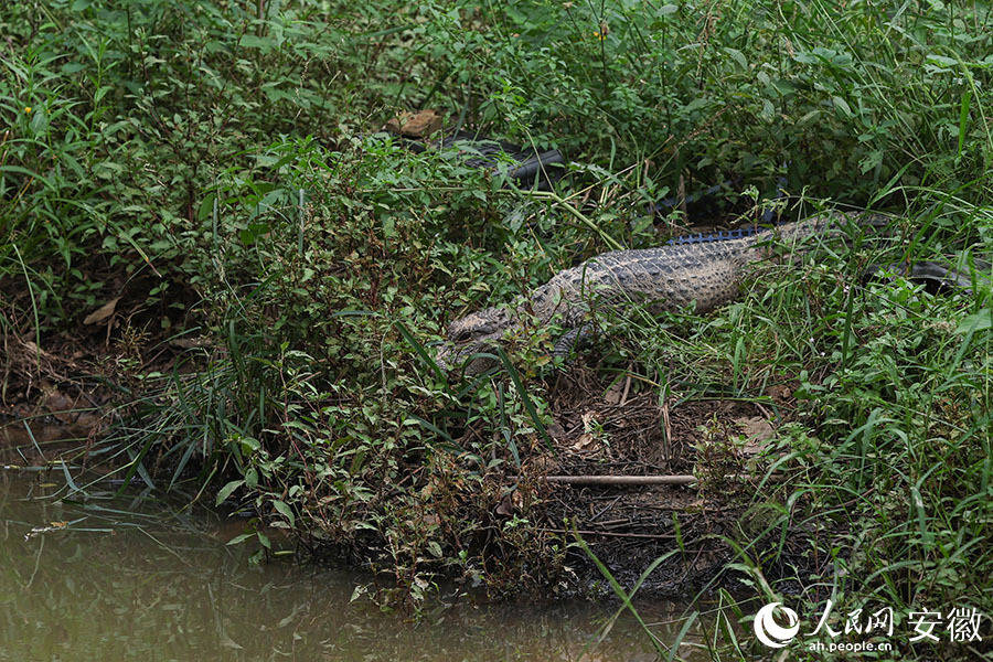 寻迹"活化石"扬子鳄