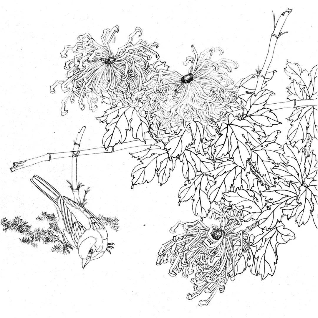 工笔花鸟白描图谱20张!_国画_合作_教程