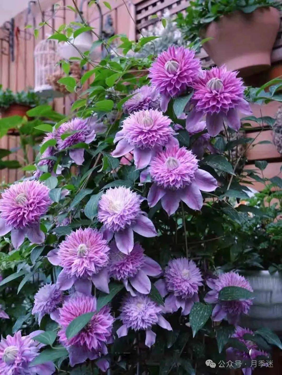 如何选择铁线莲?铁线莲的十大品种分类(秋季种植正当时)