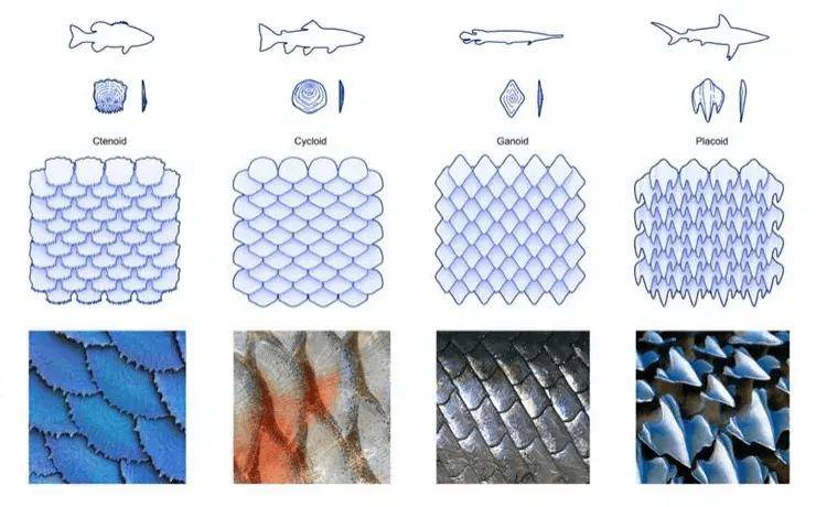 正如我在早期研究中提到的,鱼鳞主要分为四种类型:圆鳞,栉鳞,硬鳞和盾