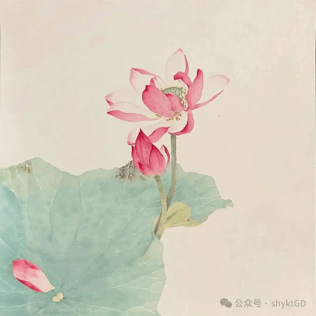 国画荷花花苞的画法图片