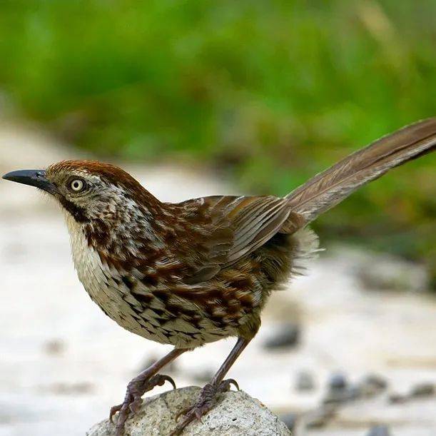 】矛纹草鹛:大山里的"最强吃货"