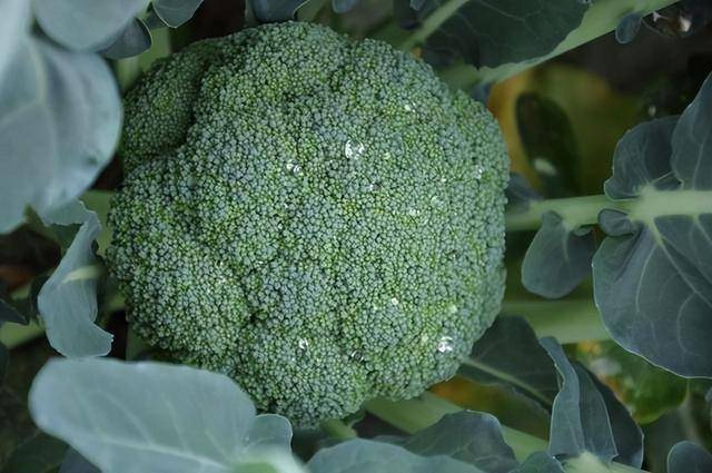 胡萝卜素是西兰花的15倍!这1种蔬菜防衰老,预防肿瘤病不扰