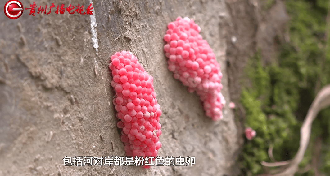 市民担忧生态环境被破坏,环卫公司回应