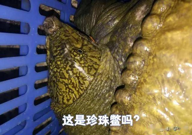 这鳖成精了？广东汕头男子水库钓获巨型河鳖，鳖爪好似成人手掌_珍珠_网友_本土