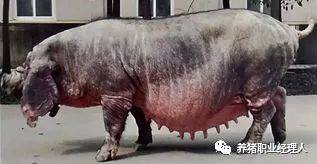 介绍我国猪种主要类型品种,看看有无适合你的猪种
