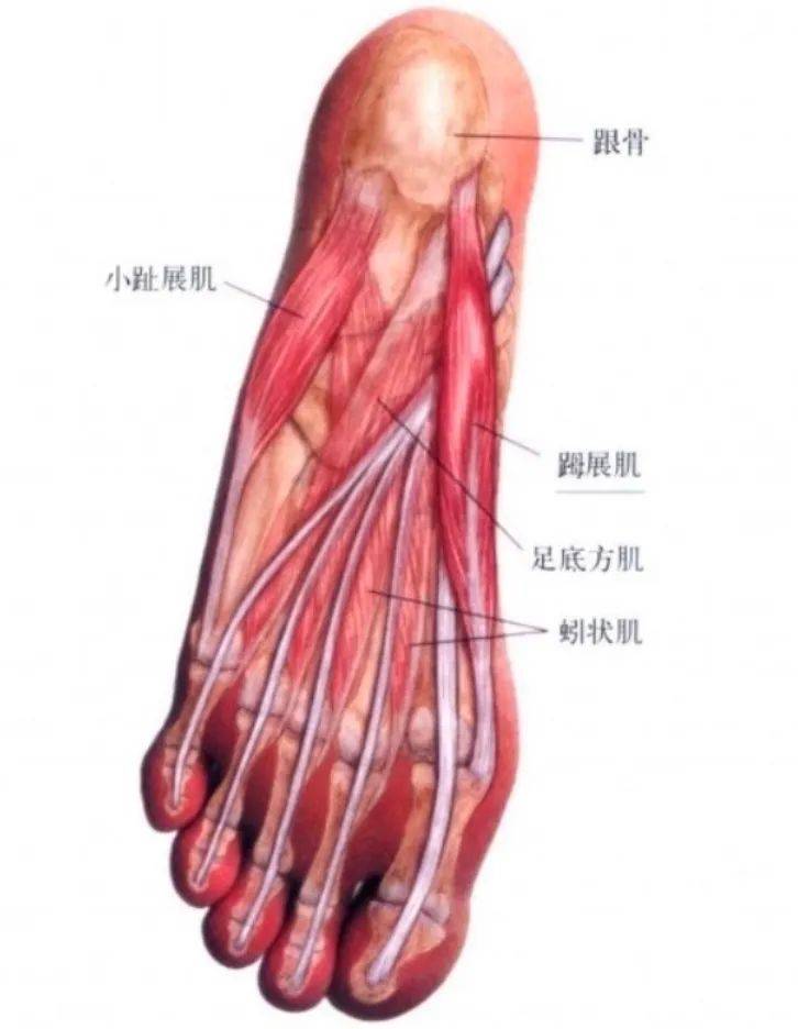 足部肌肉图解大全图片