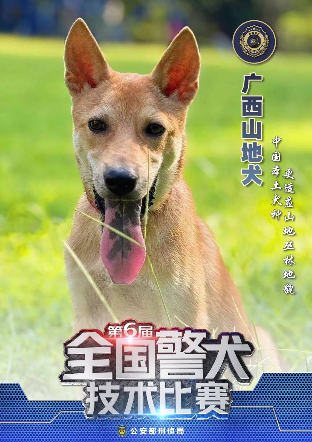 【警犬出击】中国十大警犬犬种