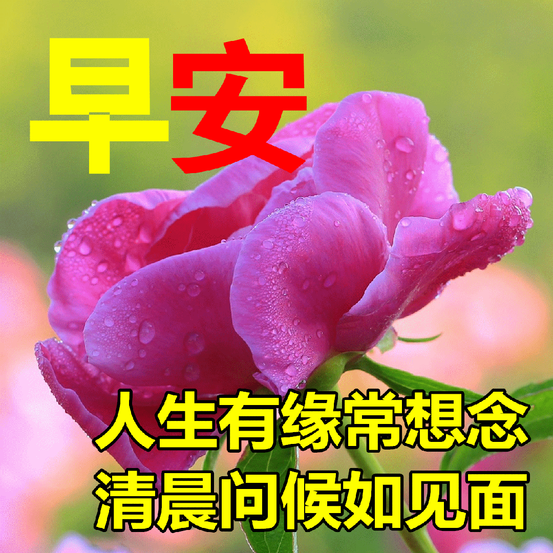 精选早上好图片问候语,早安漂亮问候祝福图片大全