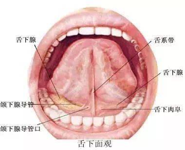 小舌在哪个位置图片图片