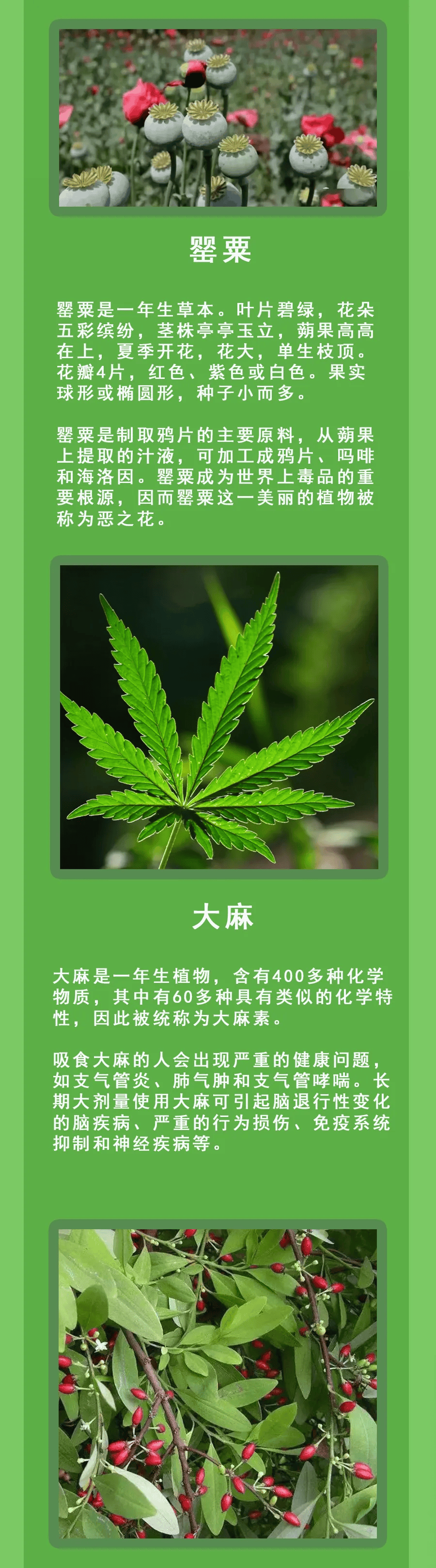 大茶叶毒草图图片