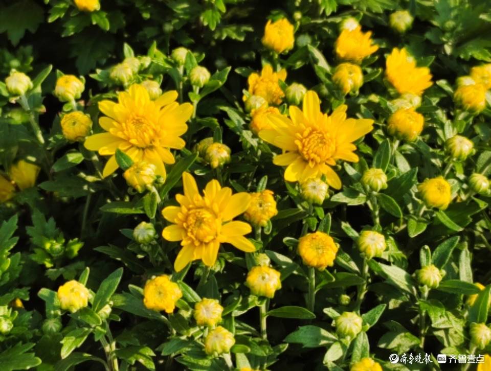 千头菊花开秋日美景来