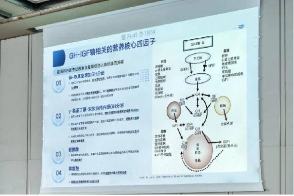 生长激素轴图片