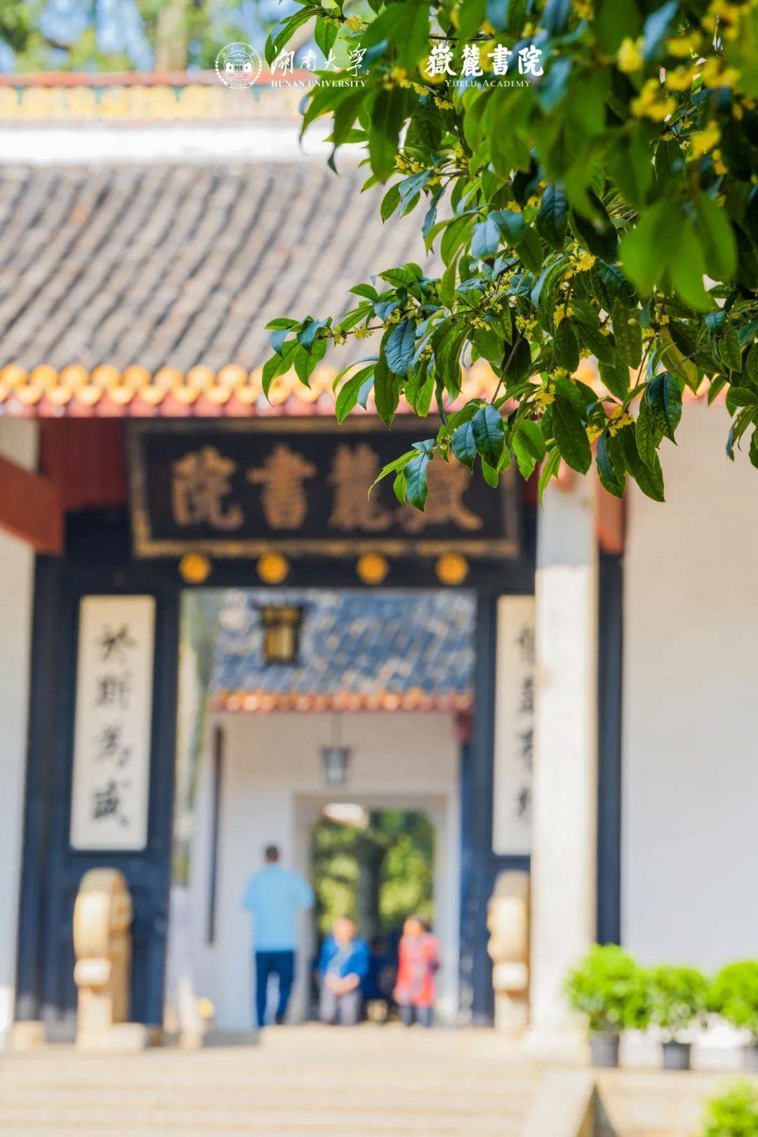 金秋,在岳麓书院闻香赏桂