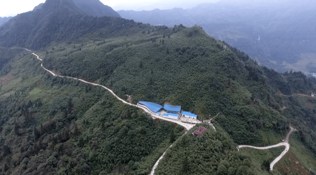 "话丰收 兴产业 谋发展"系列报道(一)盐津柿子镇:立足自然资源优势