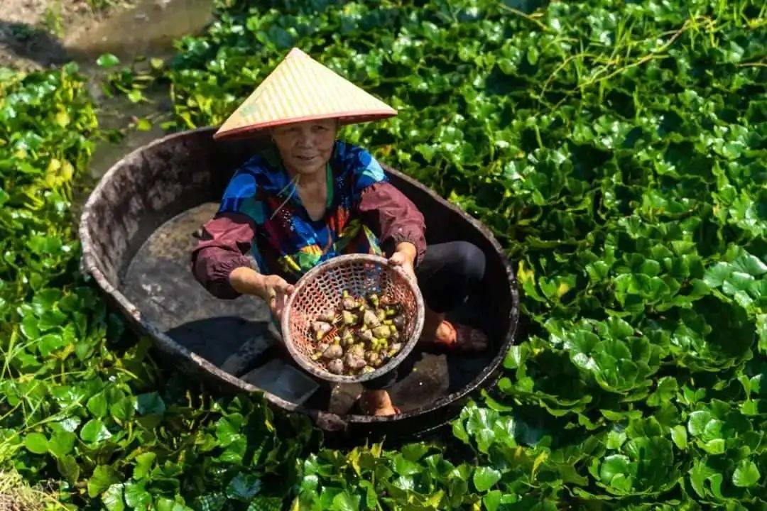 南湖菱和普通菱的图片图片