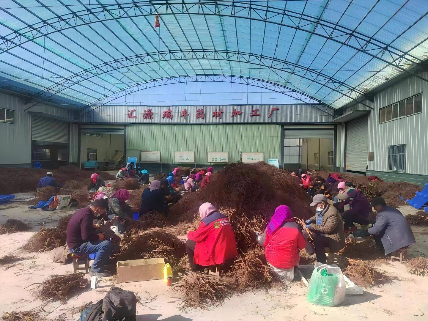 中药材合作社:传统与现代交织的新篇章
