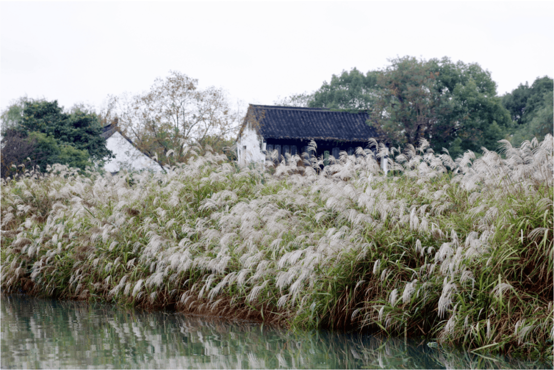 芦荻台图片