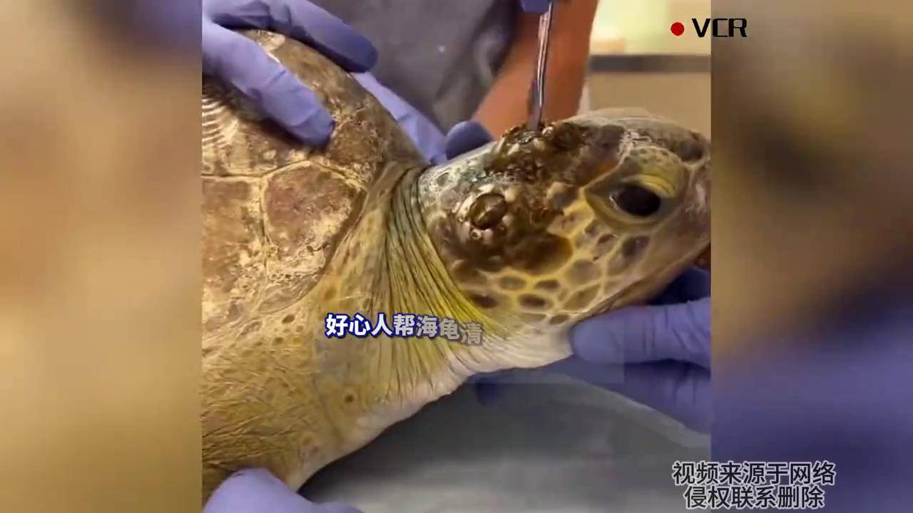 好心人帮海龟清理身上的藤壶,看得人头皮发麻
