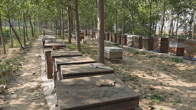 梦见好多密蜂和蜂箱(梦见蜜蜂箱和很多蜜蜂)