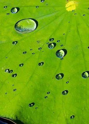 科普课堂|荷叶上的"珍珠"