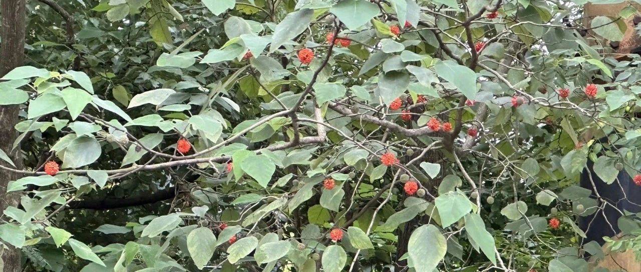 观察一棵树-构树-(39)寻找构树的红果果_果子_地方_树叶