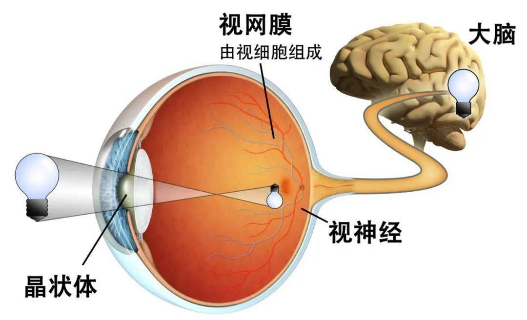 为什么我摘下眼镜,就听不清别人说话了?