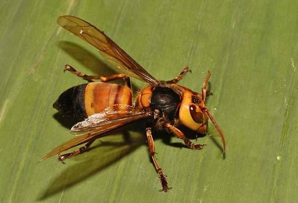 郴州老人被鬼头蜂围攻蜇伤昏迷蜂针令人害怕医生过敏体质者被蛰或有