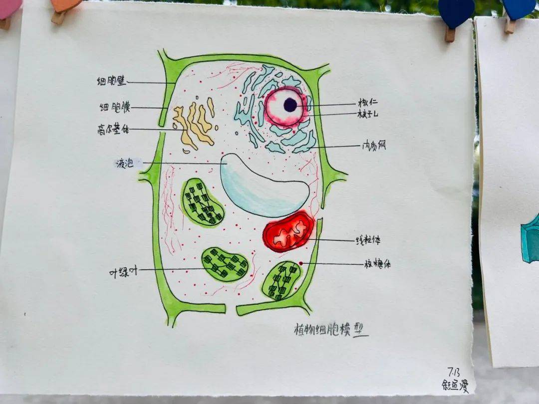 初中生物教具简易模型图片