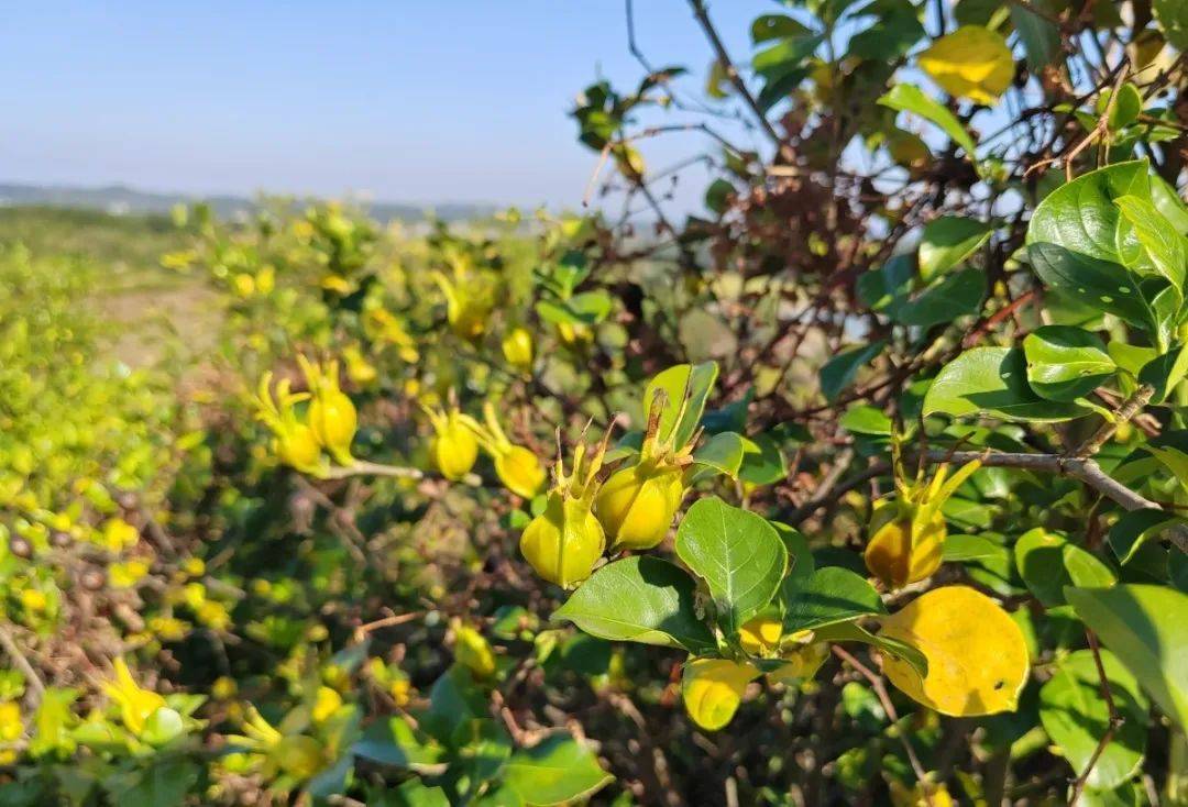 宁乡这个地方万亩黄栀子喜获丰收