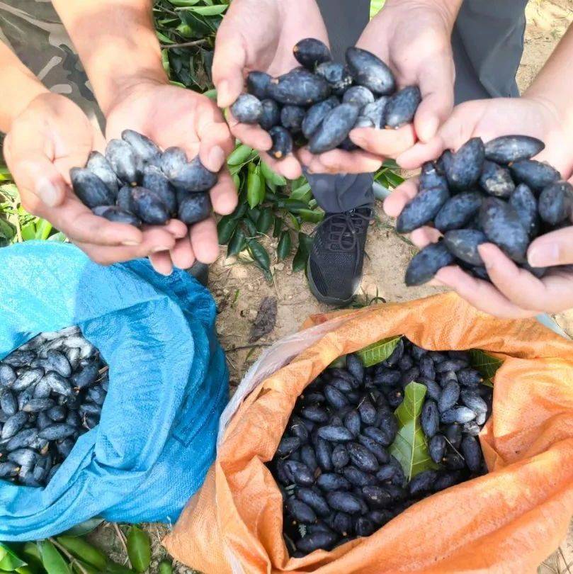 信宜:这种榄卖到每公斤260元!你吃过吗?_吊思茅_乌榄_莫介冰