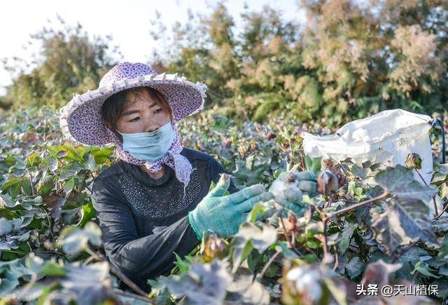 库尔勒哪里种的棉花好-第4张图片-福建名茶