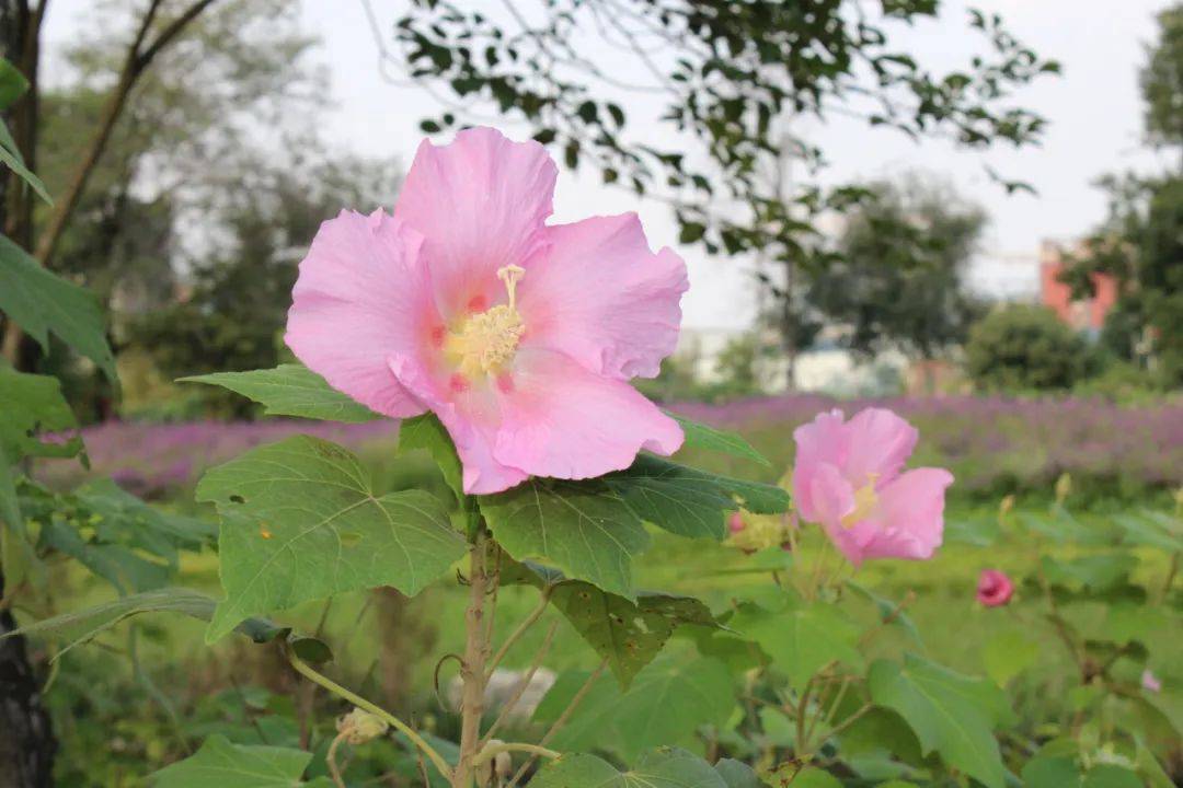 芙蓉盛开,音乐共鸣,新希望物业服务邀您共赏天府芙蓉园秋日浪漫!