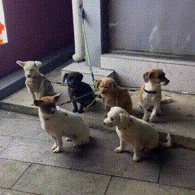 停狗场