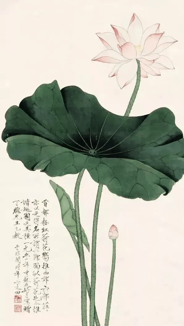 这工笔荷花,有清心的感觉