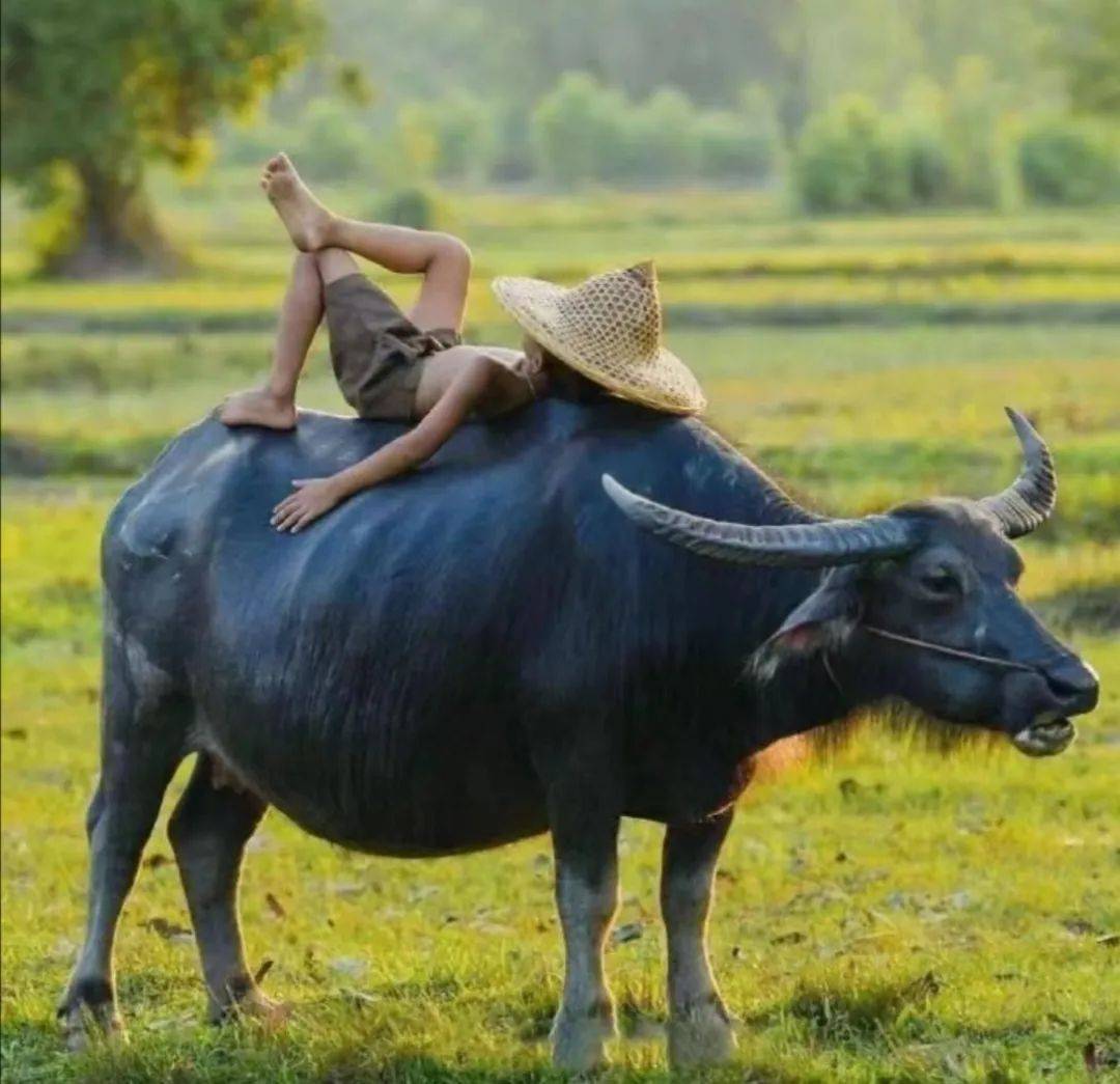 牧童与水牛