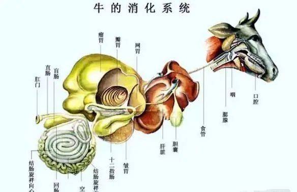 牛人工授精技术解剖图图片