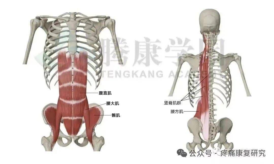 腰肌在什么位置示意图图片