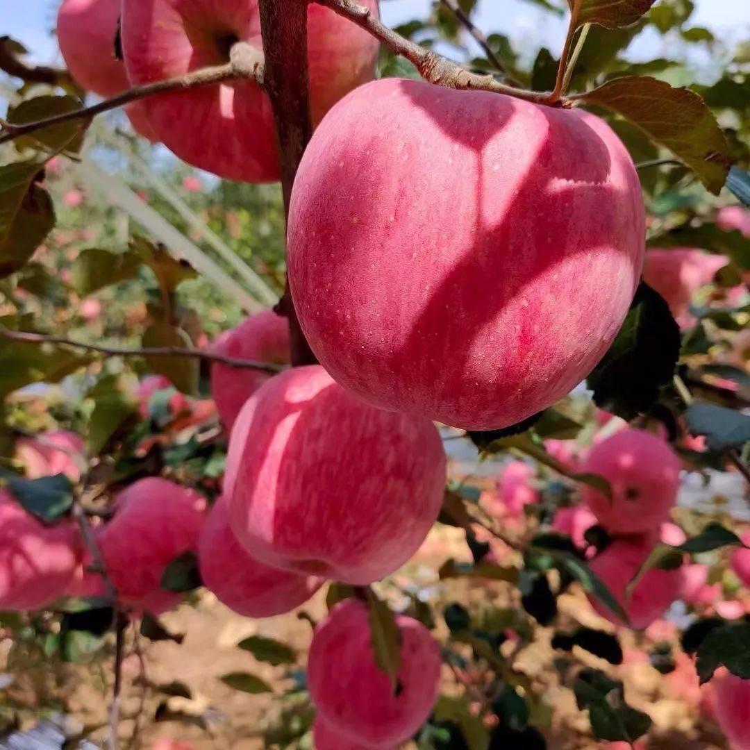 29.9五斤【洛川苹果】新鲜采摘,晚熟品种!