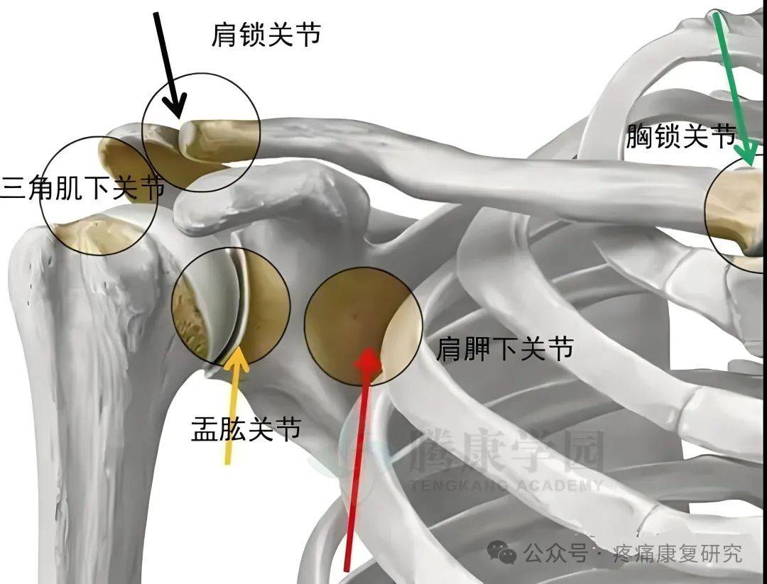 肩周图片位置示意图图片