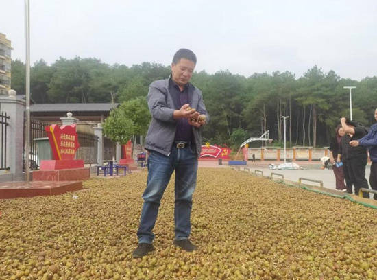 湖南江华:瑶乡喜摘致富果