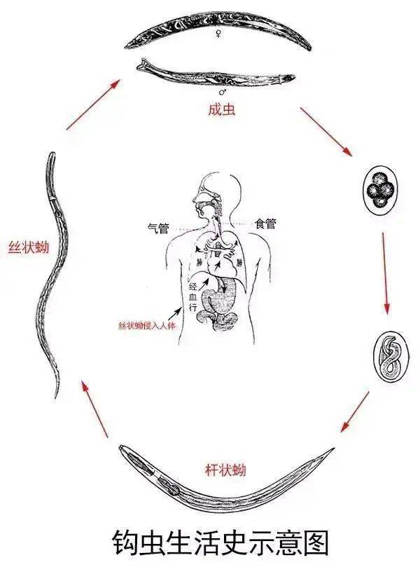 钩虫结构图片