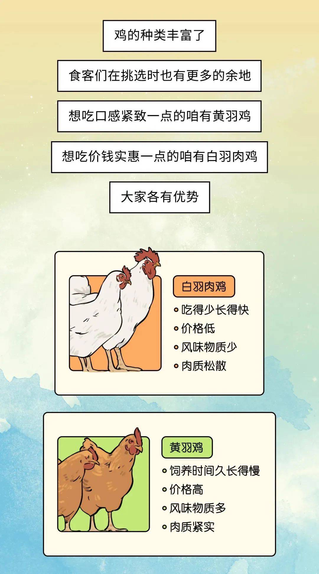 白羽肉鸡采食量表图片