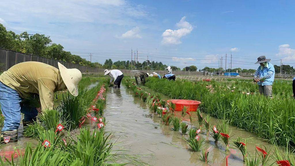 如何激活植物体内抗病“孙悟空”？我国科学家揭示免疫激活新机制