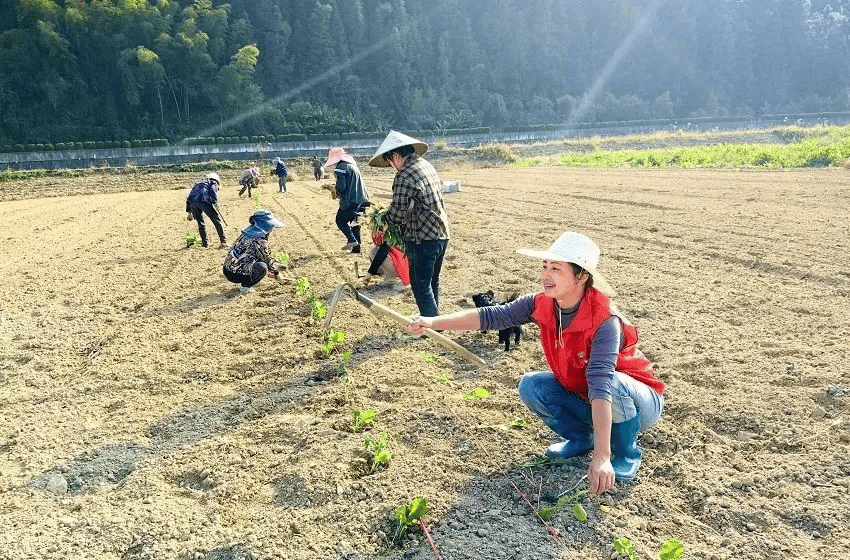 宝甸乡：中草药种植打造致富金“药”匙必赢app(图1)