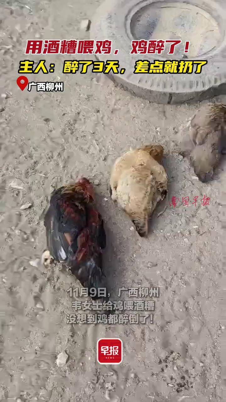 捡醉鸡图片